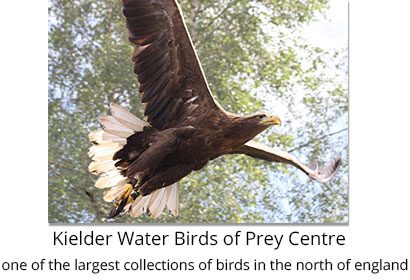 Kielder Water Birds of Prey Centre